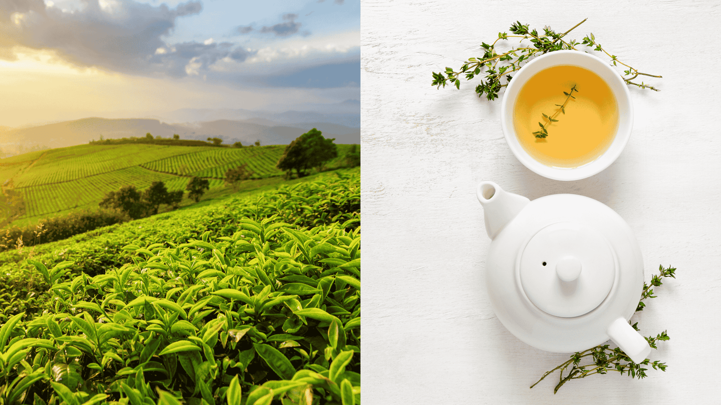 Das Bild ist zweigeteilt. Auf der linken Seite ist eine Teeplantage zu sehen. Auf der rechten Seite stehen eine weiße Teekanne und ein Teetasse mit weißem Tee.