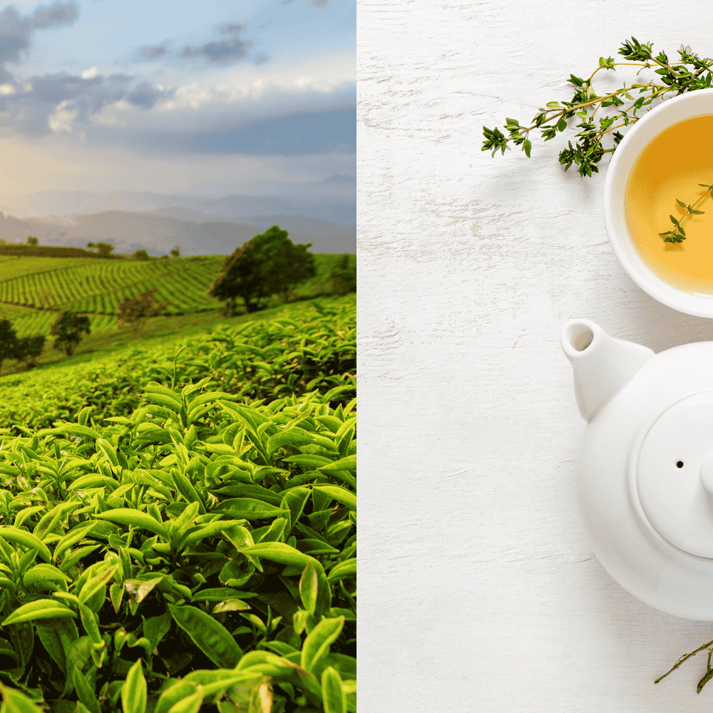 Das Bild ist zweigeteilt. Auf der linken Seite ist eine Teeplantage zu sehen. Auf der rechten Seite stehen eine weiße Teekanne und ein Teetasse mit weißem Tee.