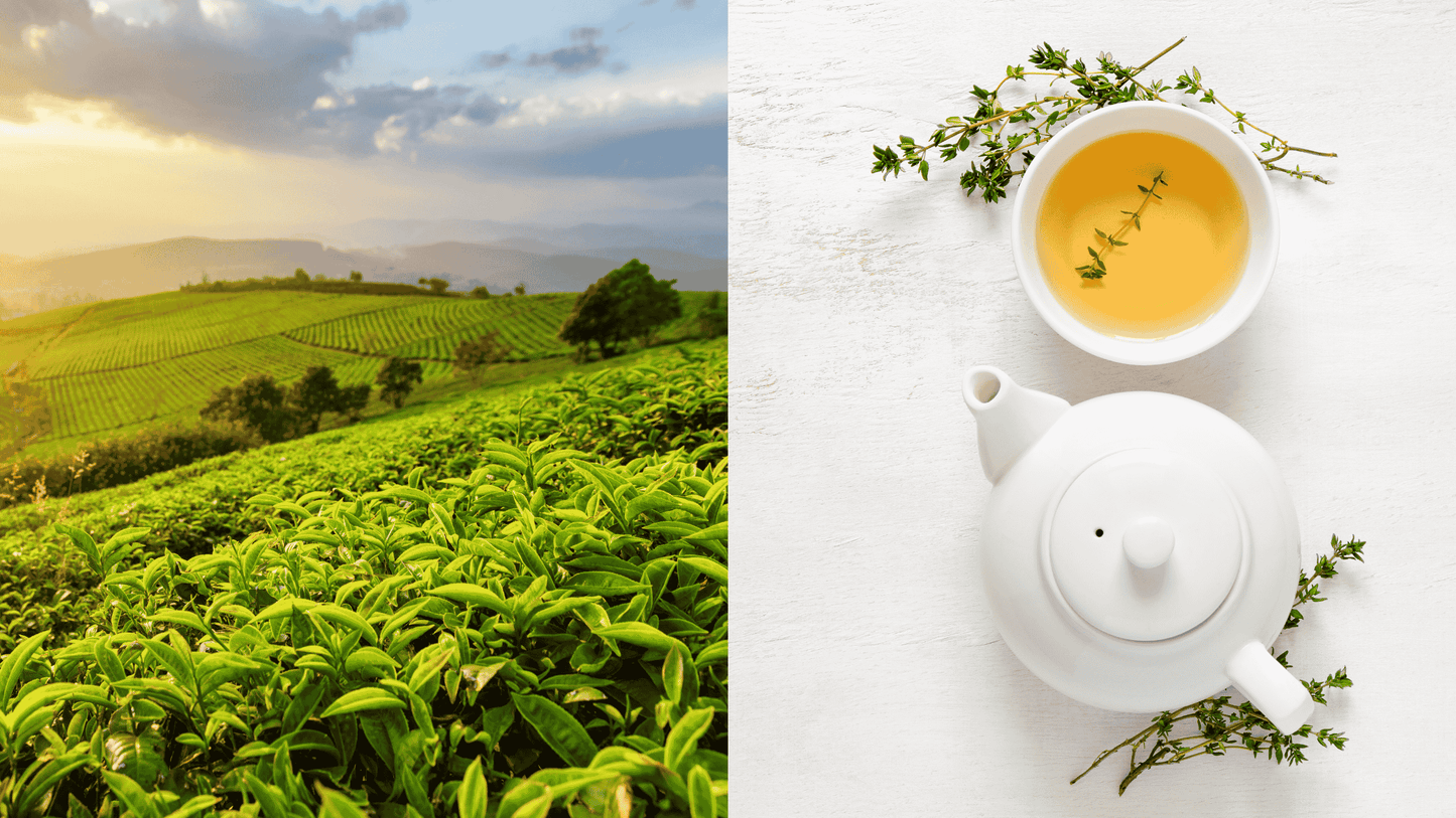 Das Bild ist zweigeteilt. Auf der linken Seite ist eine Teeplantage zu sehen. Auf der rechten Seite stehen eine weiße Teekanne und ein Teetasse mit weißem Tee.